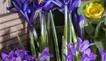Iris