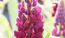Lupine