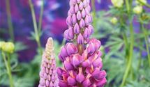 Lupine