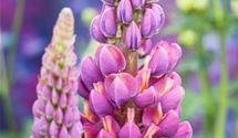 Lupine