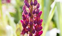 Lupine