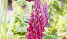 Lupine