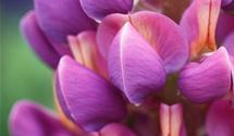 Lupine
