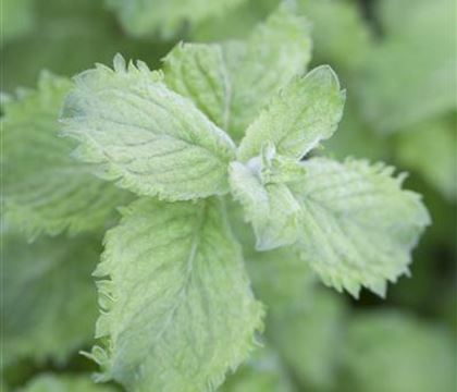 Mentha species 'Nemorosa'