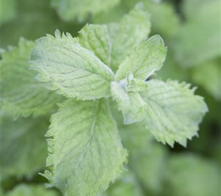 Mentha species 'Nemorosa' Mentha species 'Nemorosa'