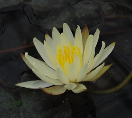 Nymphaea 'Colonel A.J. Welch' Nymphaea 'Colonel A.J. Welch'