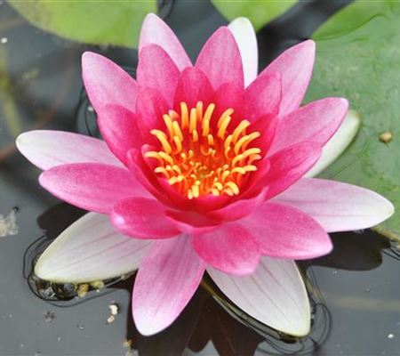 Nymphaea 'Attraction' Nymphaea 'Attraction'