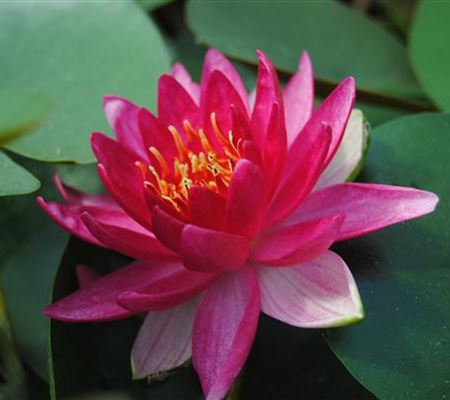 Nymphaea 'Escarboucle' Nymphaea 'Escarboucle'