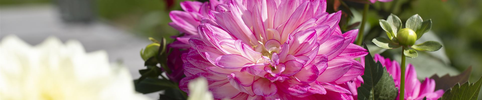 GS621331.jpg GS621331.jpg