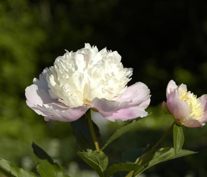 Paeonia 'Bowl of Beauty'