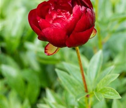 Paeonia 'Buckeye Belle'