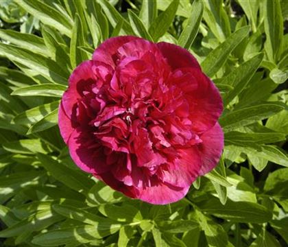 Paeonia 'Bunker Hill'
