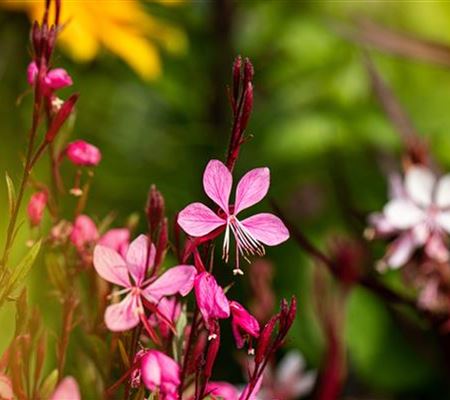 Gaura lindheimeri 'Cherry Brandy' Gaura lindheimeri 'Cherry Brandy'