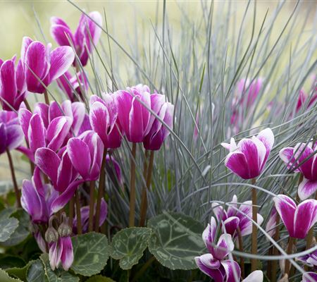 Alpenveilchen, zeitlose Klassiker 