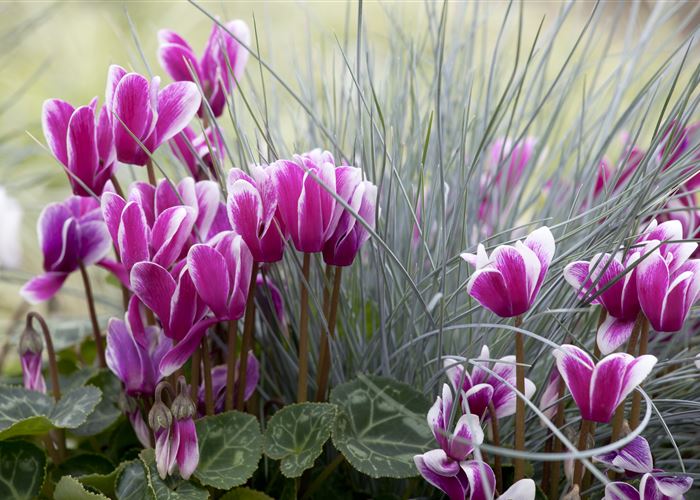 Alpenveilchen, zeitlose Klassiker 