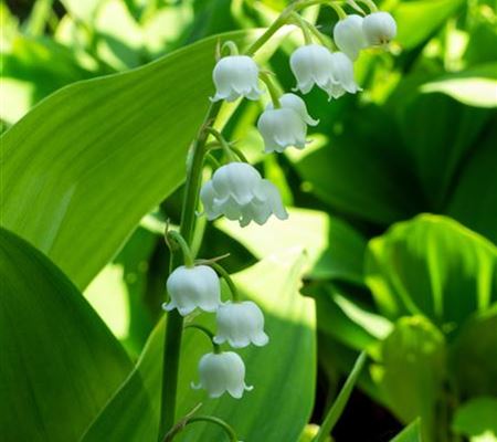 Convallaria majalis