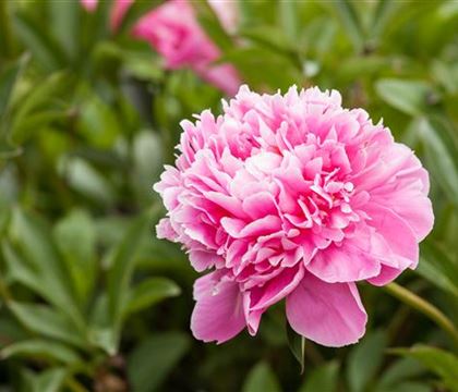 Paeonia 'Alexander Fleming'