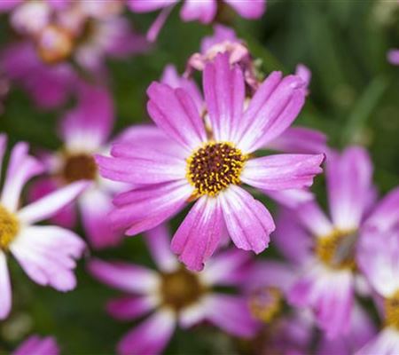 Coreopsis rosea 'American Dream'