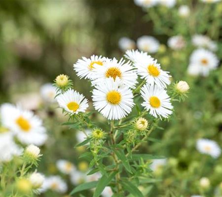 Aster novae-angliae 'Herbstschnee'