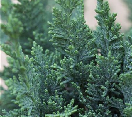 Chamaecyparis lawsoniana 'Wisselii' Chamaecyparis lawsoniana 'Wisselii'