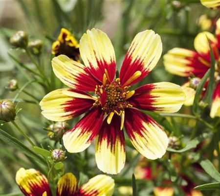 Coreopsis verticillata Coreopsis verticillata