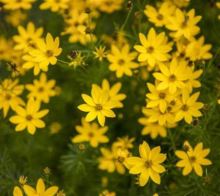 Coreopsis verticillata 'Zagreb'