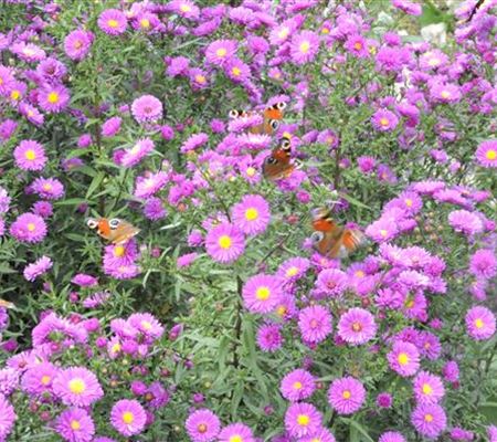 Aster novae-angliae 'Purple Dome'