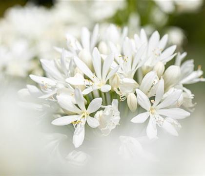 Agapanthus africanus 'Albus'