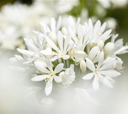 Agapanthus africanus 'Albus'