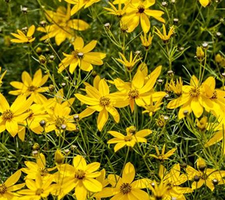 Coreopsis verticillata 'Zagreb' Coreopsis verticillata 'Zagreb'
