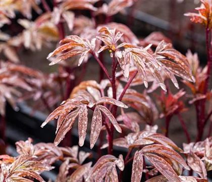 Paeonia 'Karl Rosenfield'