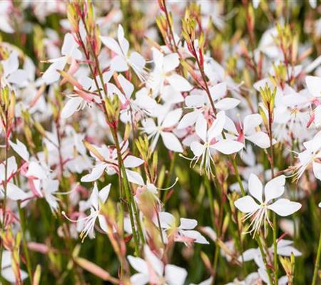 Gaura lindheimeri 'Whirling Butterflies' Gaura lindheimeri 'Whirling Butterflies'