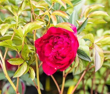 Paeonia 'Inspecteur Lavergne'