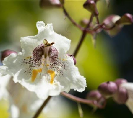 Exoten sorgen für besondere Hingucker im Garten Exoten sorgen für besondere Hingucker im Garten