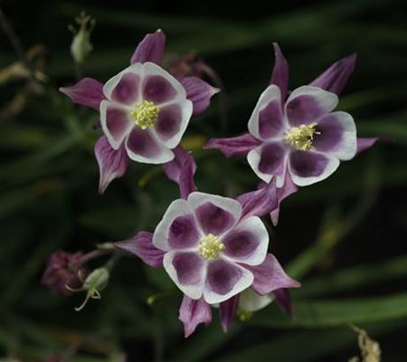 Aquilegia vulgaris 'William Guiness' Aquilegia vulgaris 'William Guiness'