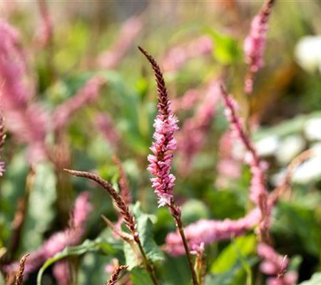 Bistorta amplexicaulis 'Pink Elephant' Bistorta amplexicaulis 'Pink Elephant'