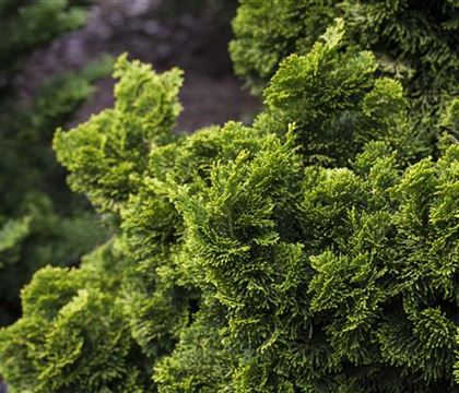 Chamaecyparis obtusa 'Nana Aurea' Chamaecyparis obtusa 'Nana Aurea'