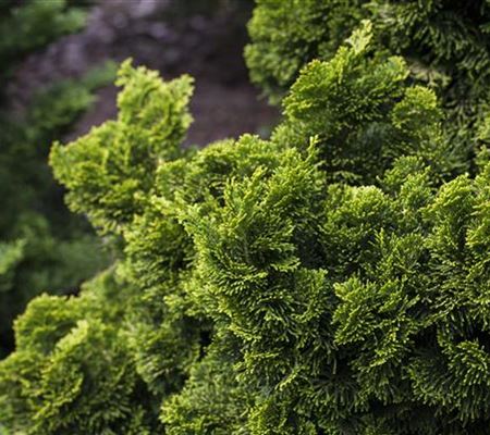 Chamaecyparis obtusa 'Nana Aurea'