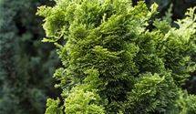 Hinoki-Scheinzypresse