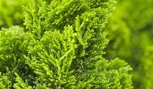 Hinoki-Scheinzypresse