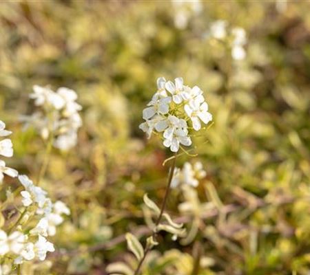 Arabis ferdinandi-coburgii 'Old Gold' Arabis ferdinandi-coburgii 'Old Gold'
