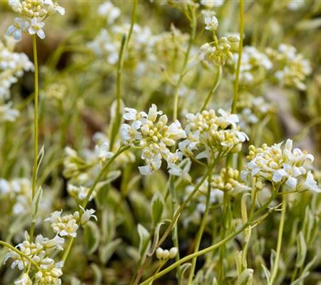 Arabis ferdinandi-coburgii 'Old Gold'