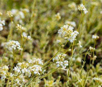 Arabis ferdinandi-coburgii 'Variegata'