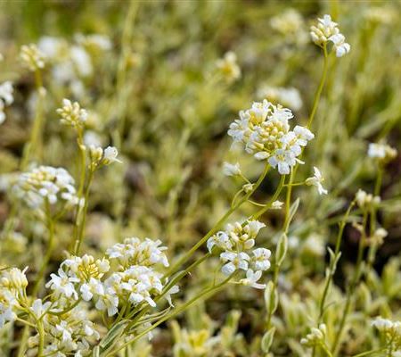 Arabis ferdinandi-coburgii 'Variegata' Arabis ferdinandi-coburgii 'Variegata'