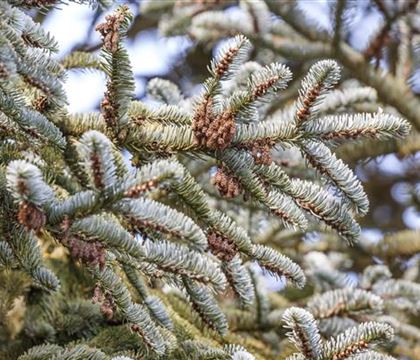 Abies koreana Abies koreana