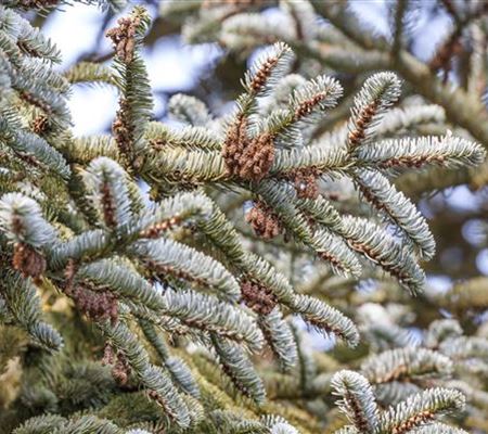 Abies koreana Abies koreana