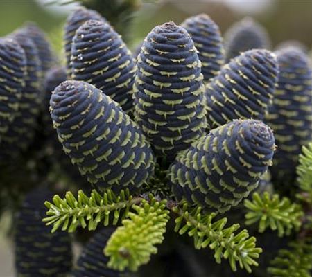 Abies koreana
