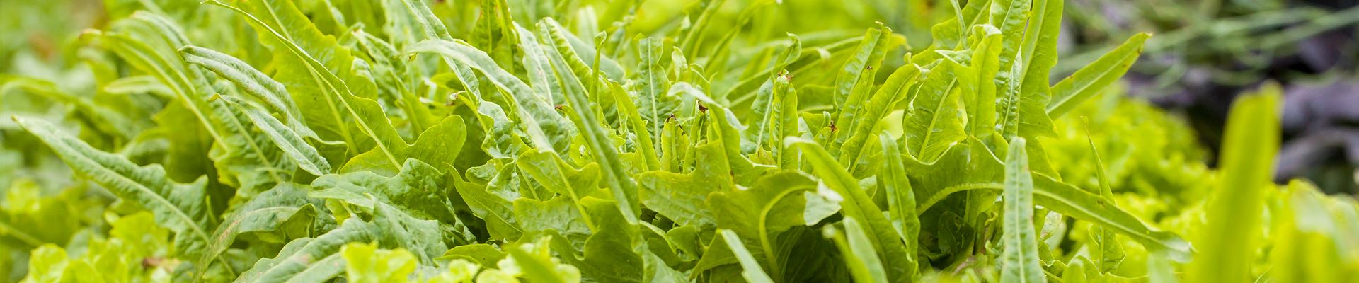 GS613710.jpg GS613710.jpg