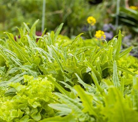 Ein bunter Salat auf dem Balkon mit Urban Gardening Ein bunter Salat auf dem Balkon mit Urban Gardening