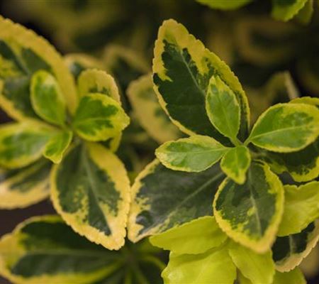 Euonymus japonicus 'Ovatus Aureus' Euonymus japonicus 'Ovatus Aureus'